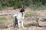 AKITA AMERICAIN 019